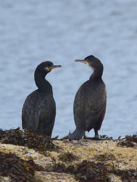 Great Cormorant, Brodick, Clyde Islands