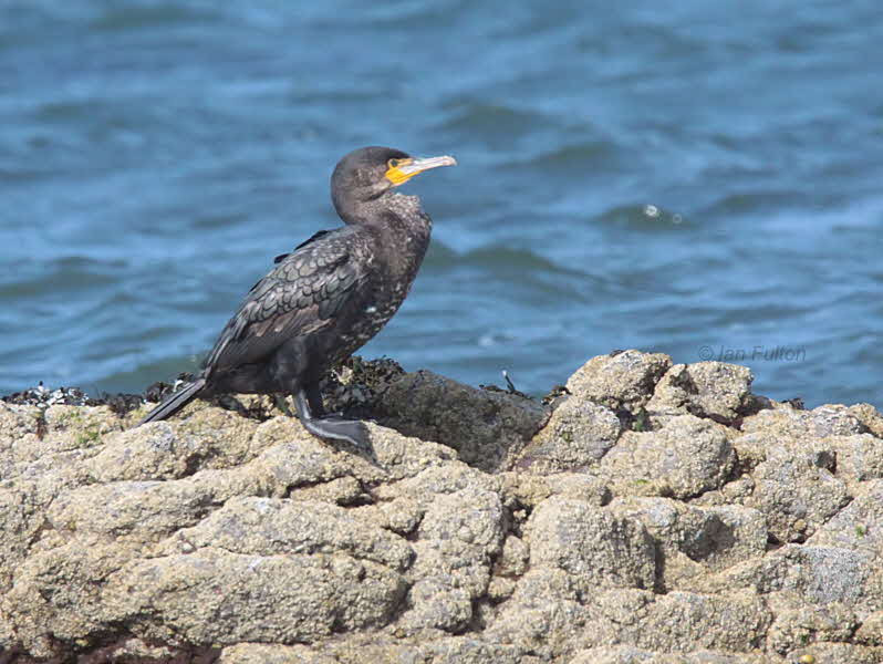Great Cormorant, Balcomie, Fife