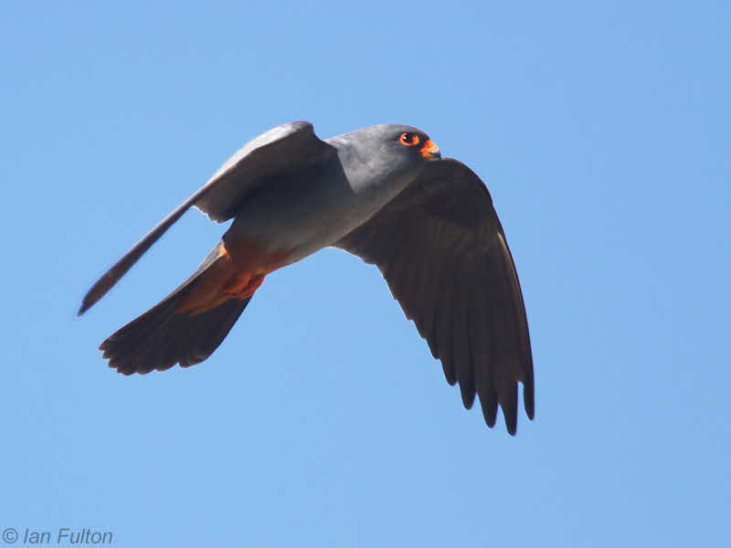 Red-footed Falcon, Dalyan, Turkey