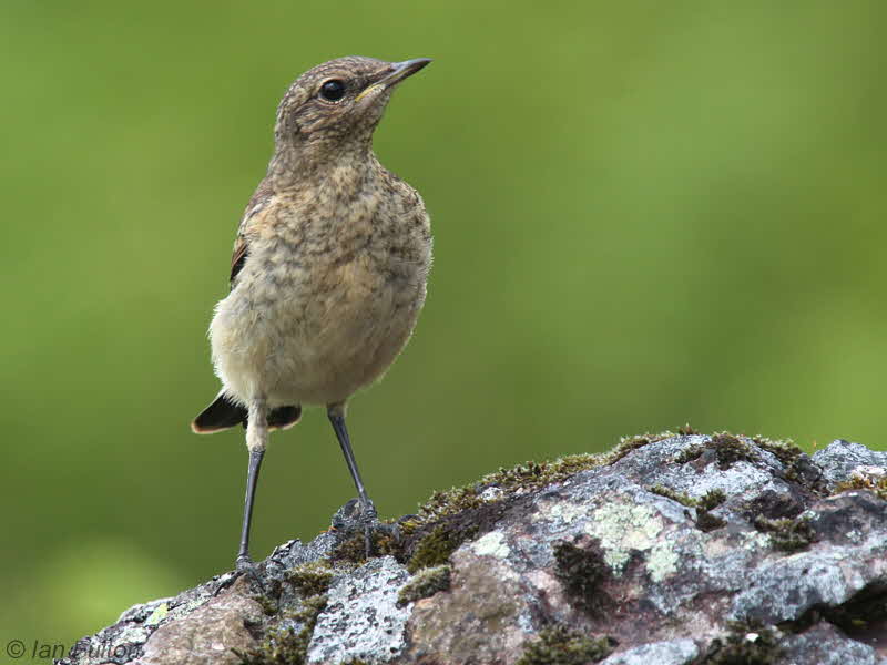 Northern Wheatear, Long Crags-Dumbarton, Clyde
