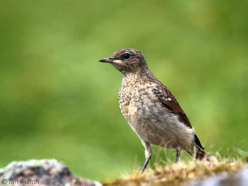 Northern Wheatear, Long Crags-Dumbarton, Clyde