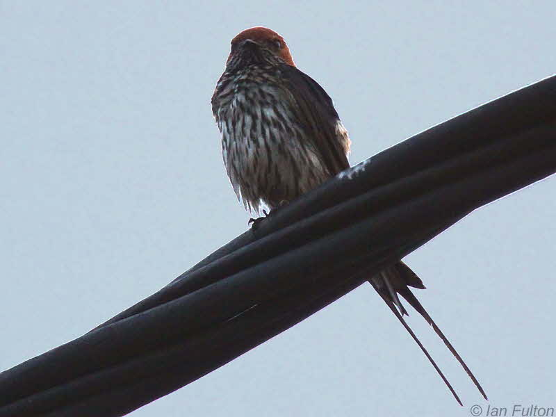 Lesser-striped Swallow, Libreville, Gabon