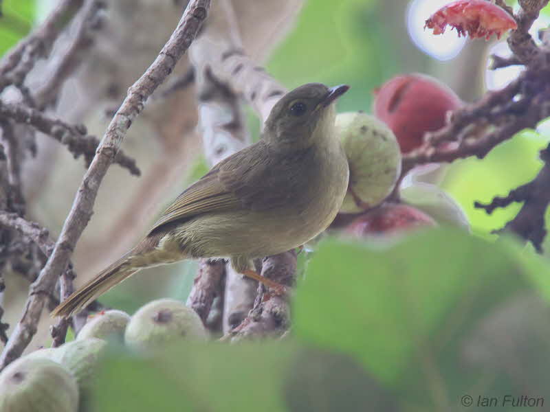 Little Greenbul, Lope NP, Gabon
