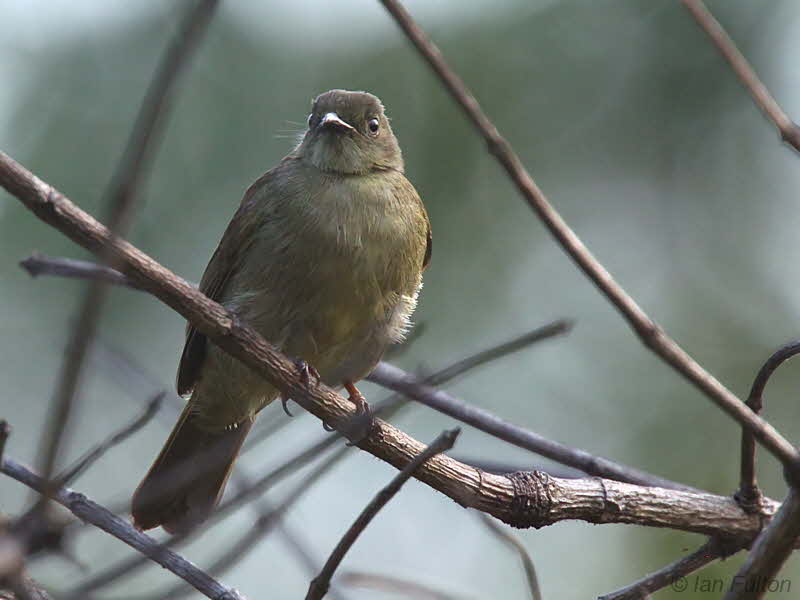 Little Greenbul, Libreville, Gabon