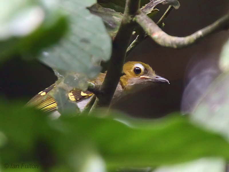 Western Nicator, Ipassa-Makokou, Gabon