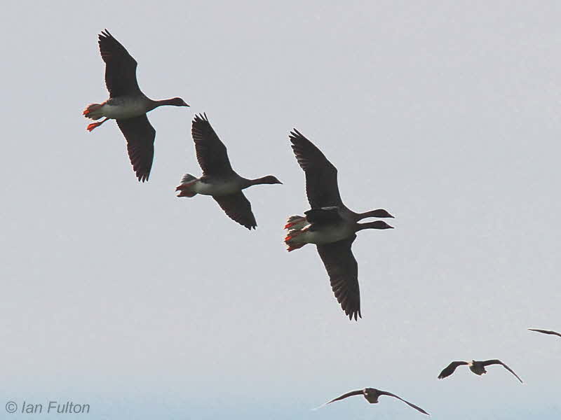 Taiga Bean Geese, Luckenburn-Fannyside Muir, Clyde