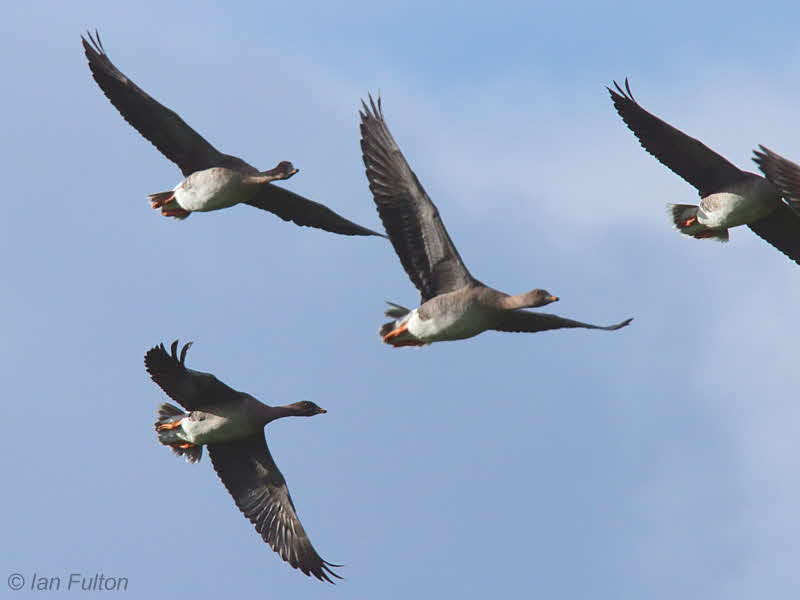 Taiga Bean Geese, Luckenburn-Fannyside Muir, Clyde