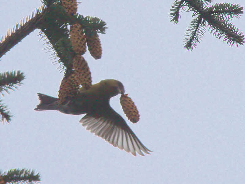 Common Crossbill, Kilpatrick Hills, Clyde