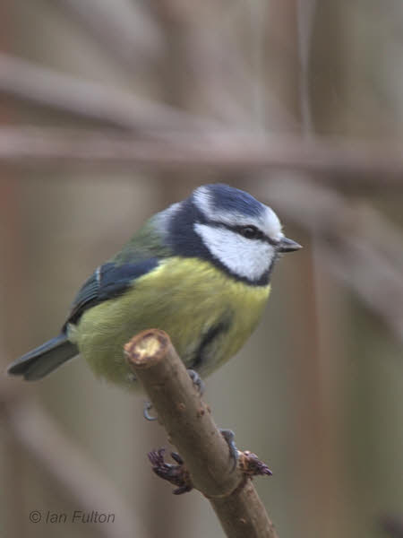Blue Tit, Baillieston, Glasgow