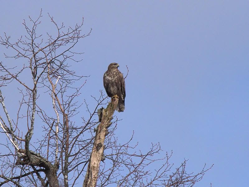 Common Buzzard, Dalzell Woods, Motherwell