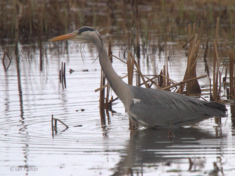 Grey Heron, Lochwinnoch RSPB, Clyde