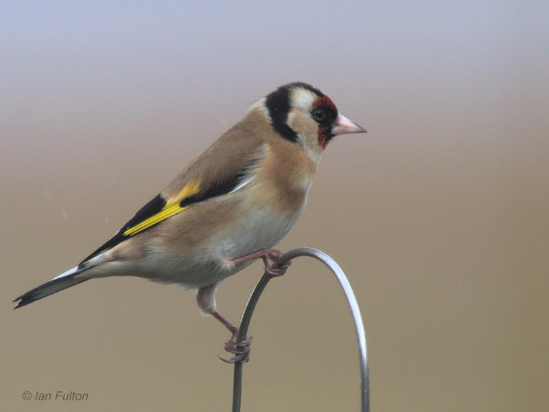 Goldfinch, Lochwinnoch RSPB, Clyde