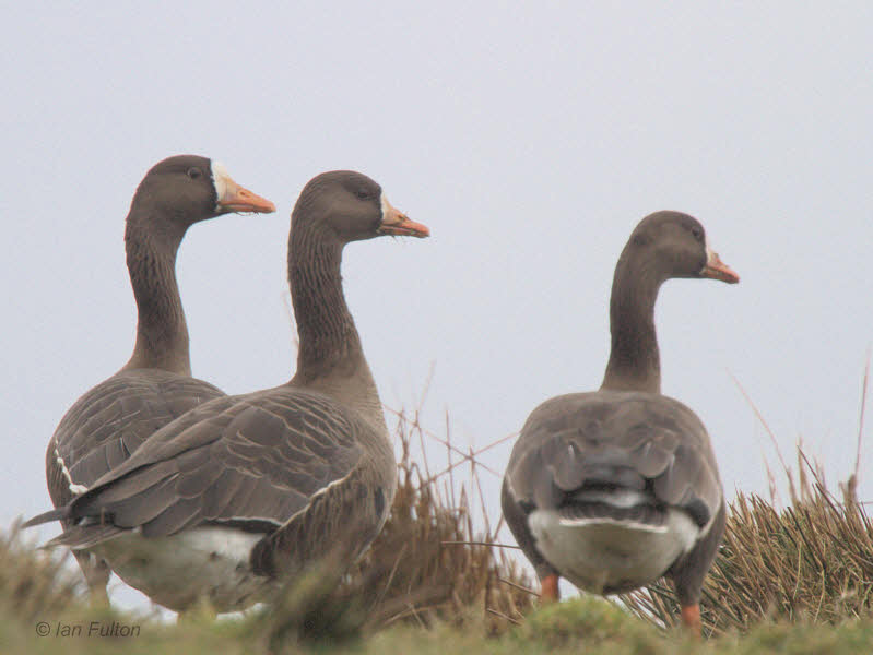 Greenland White-fronted Goose, Gruinart, Islay