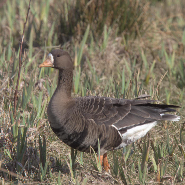 Greenland White-fronted Goose, Gruinart, Islay