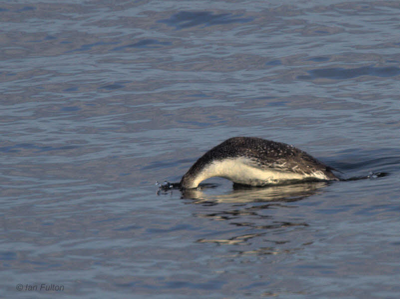 Red-throated Diver, Bruichladdich-Loch Indaal, Islay