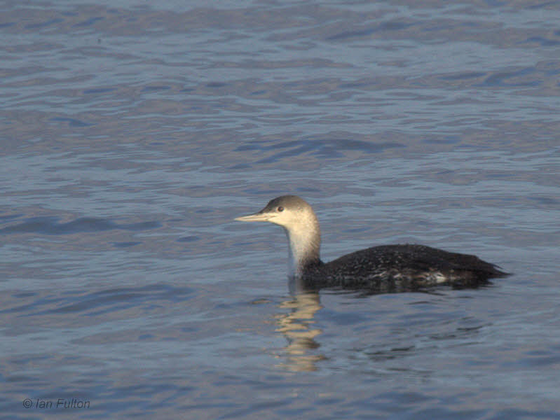Red-throated Diver, Bruichladdich-Loch Indaal, Islay