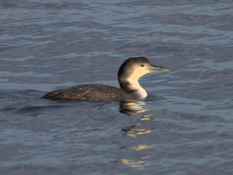 Great Northern Diver, Bruichladdich-Loch Indaal, Islay