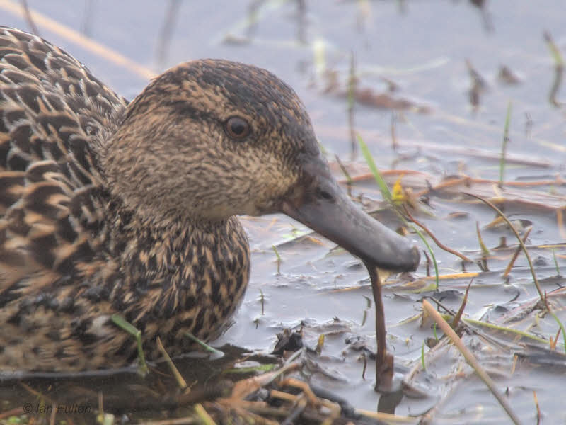 Teal (female), Gruinart RSPB, Islay