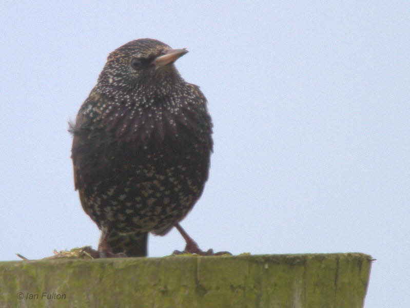 Starling, Ardnave, Islay