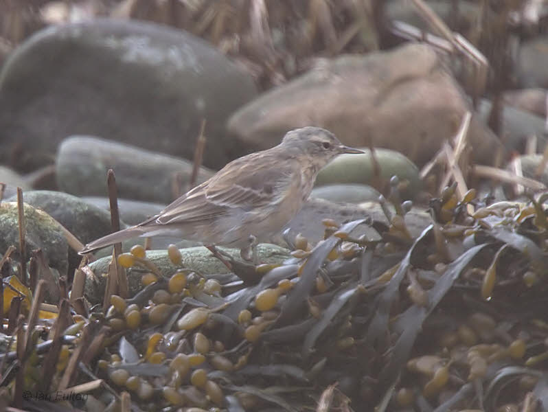 Water Pipit, Ardmore Point, Clyde