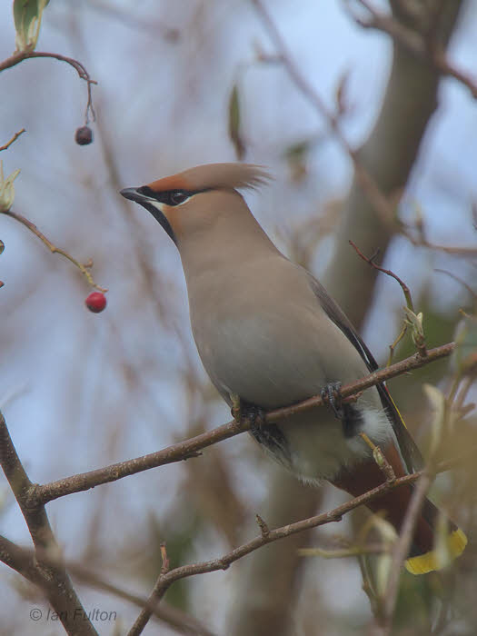 Waxwing, Fastnet Street-Cranhill, Glasgow