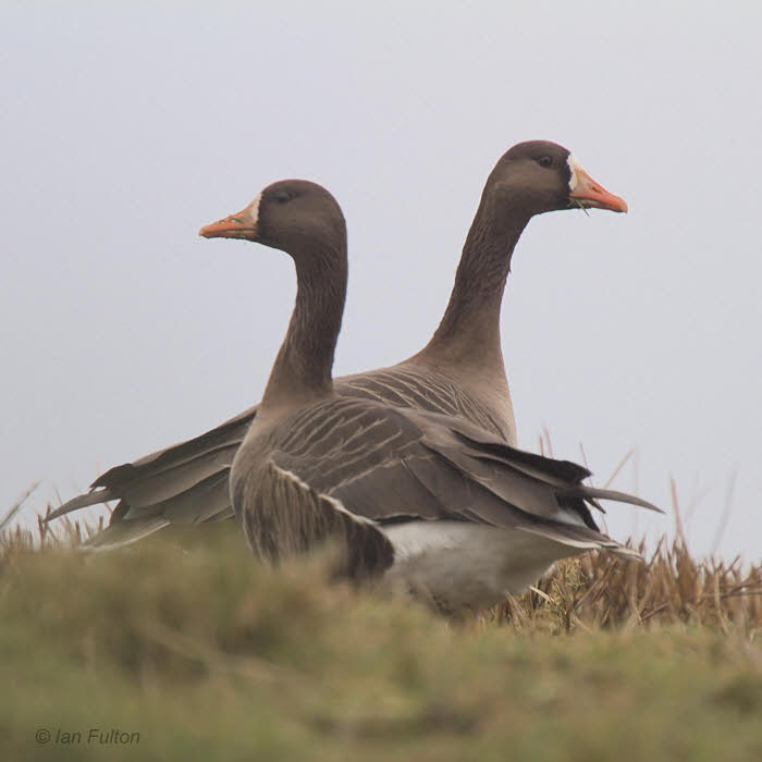 Greenland White-fronted Goose, Gruinart, Islay