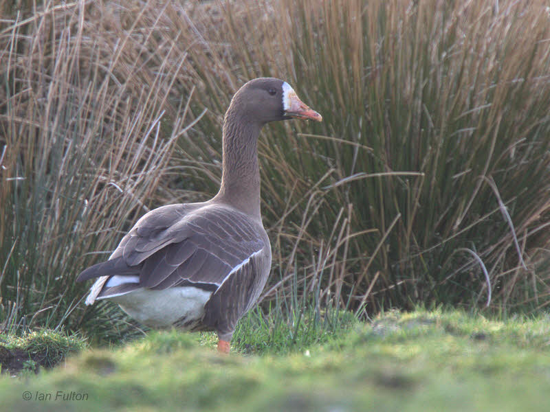 Greenland White-fronted Goose, Gruinart, Islay