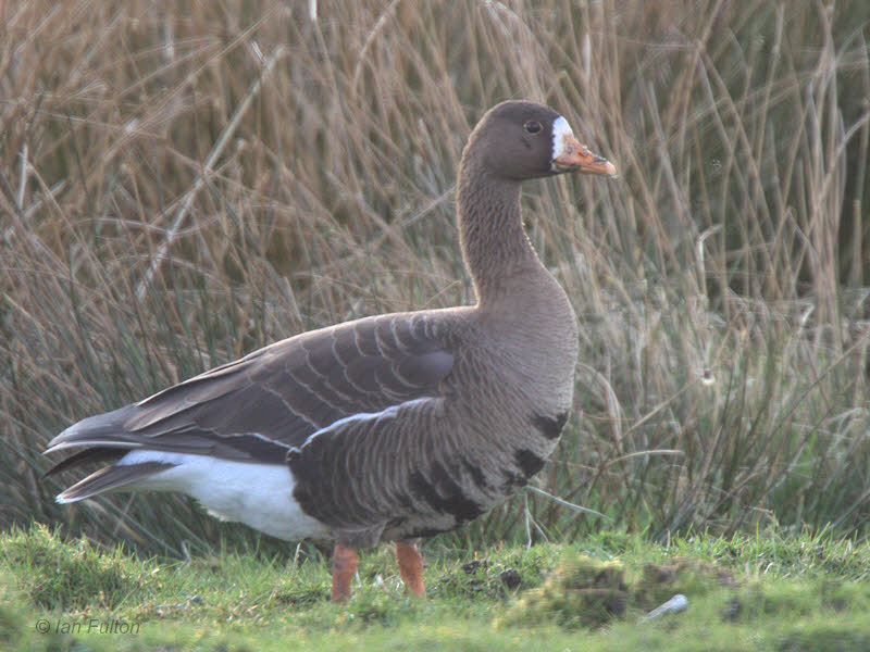 Greenland White-fronted Goose, Gruinart, Islay