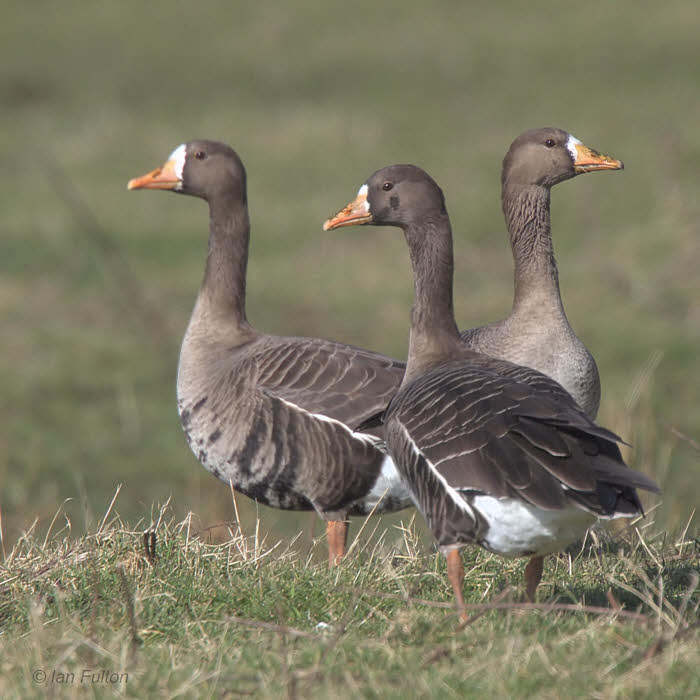 Greenland White-fronted Goose, Gruinart, Islay