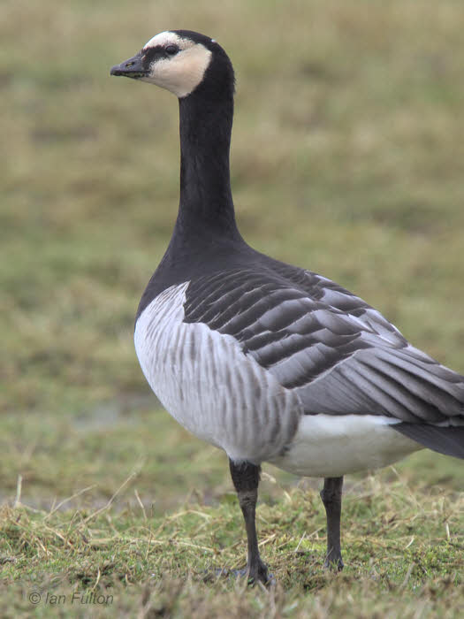 Barnacle Goose, Gruinart, Islay
