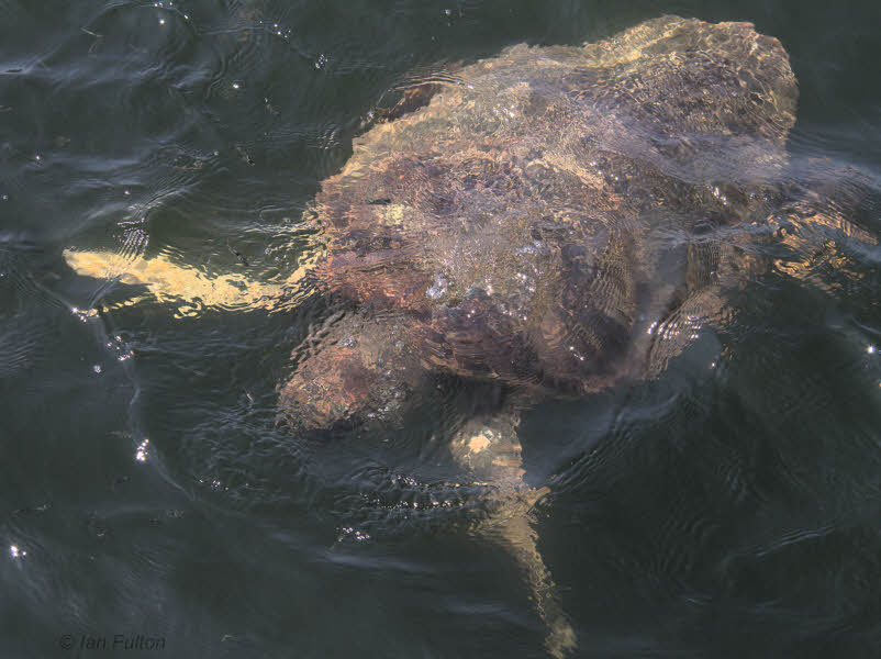 Loggerhead Turtle (caretta caretta), Iztuzu-Dalyan, Turkey