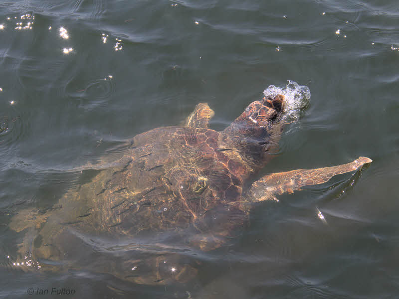 Loggerhead Turtle (caretta caretta), Iztuzu-Dalyan, Turkey