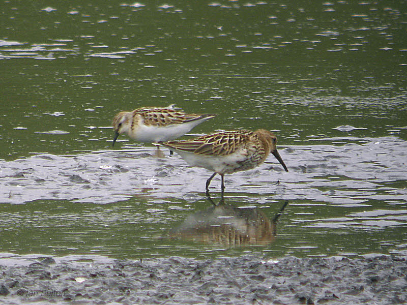 Little Stint and Dunlin, Barons Haugh RSPB, Clyde