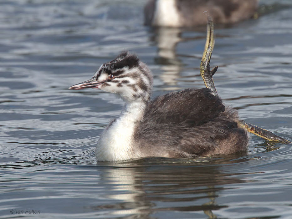 Great Crested Grebe (juvenile), Hogganfield Loch, Glasgow