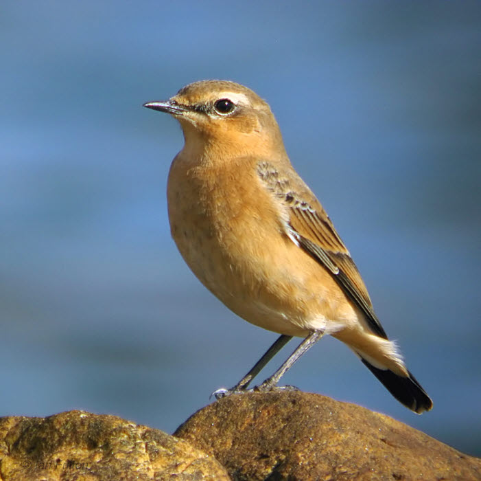 Northern Wheatear, Balcomie beach, Fife