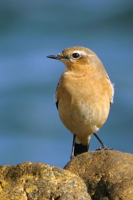 Northern Wheatear, Balcomie beach, Fife