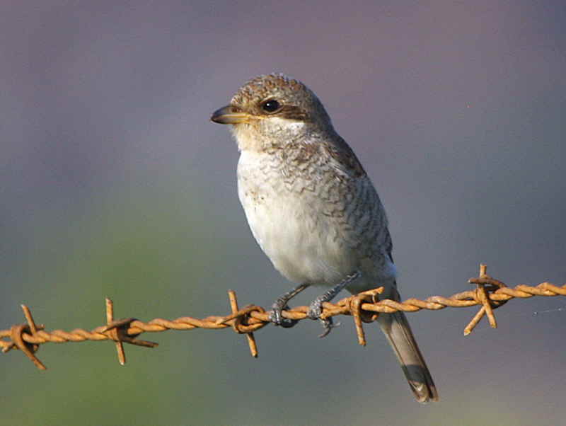 Red-backed Shrike, Dalyan, Turkey