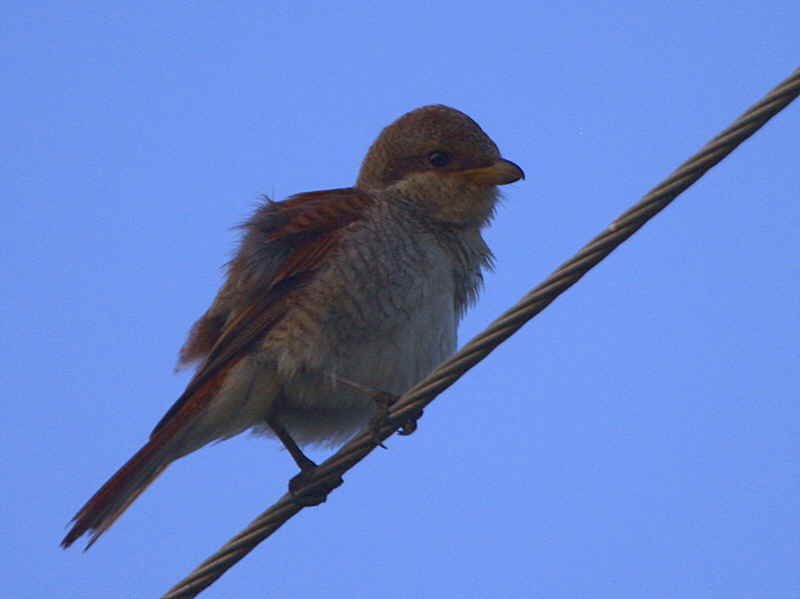Red-backed Shrike, Dalyan, Turkey