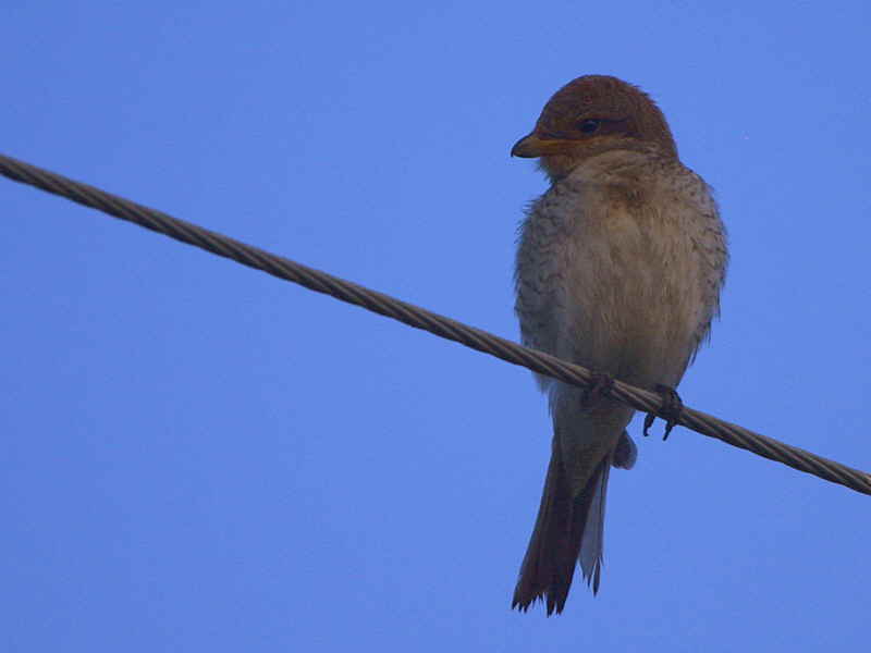 Red-backed Shrike, Dalyan, Turkey