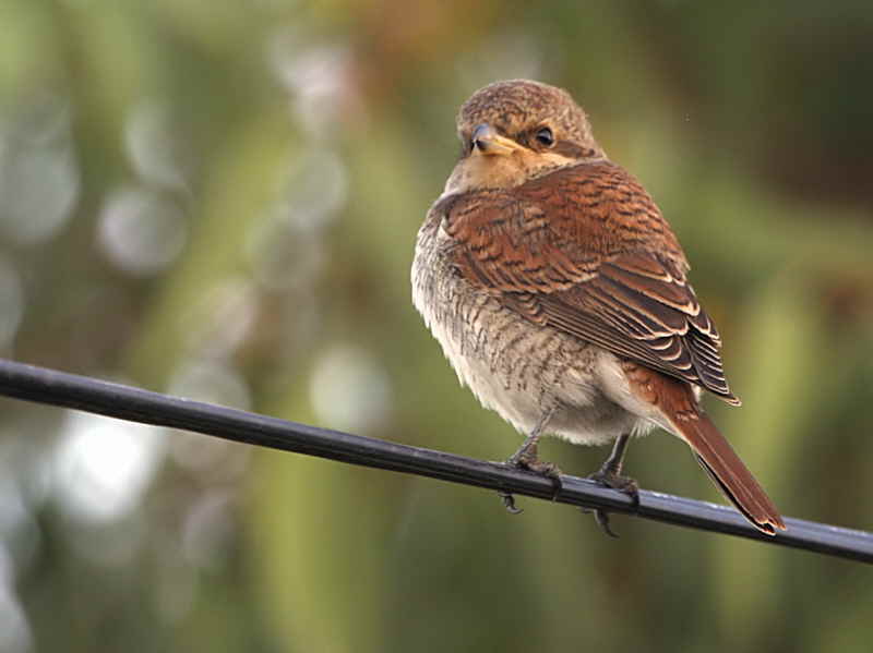Red-backed Shrike, Dalyan, Turkey