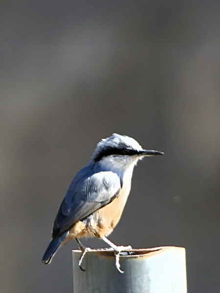 Western Rock Nuthatch, Caunos, Turkey