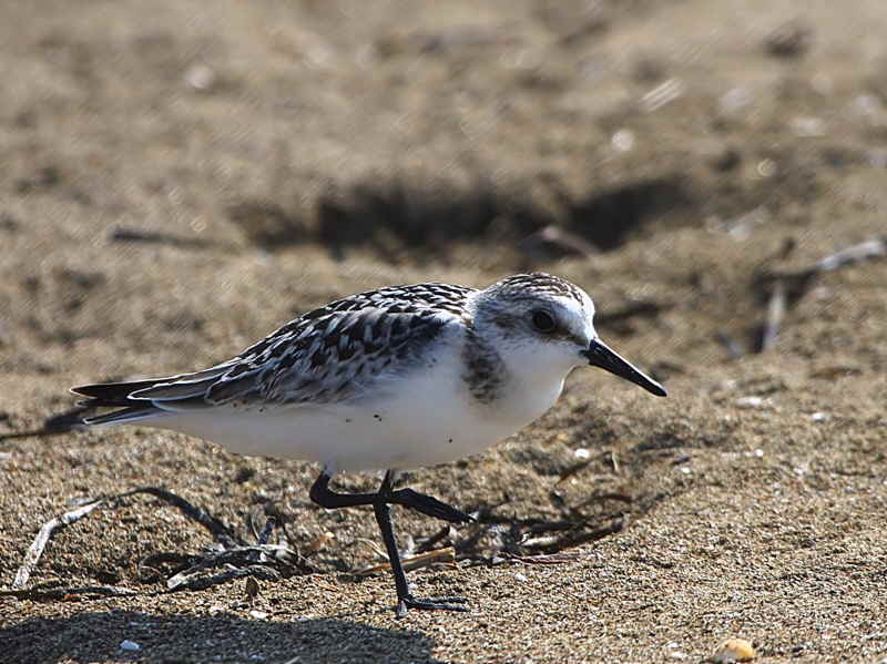 Sanderling, Iztuzu Beach-Dalyan, Turkey