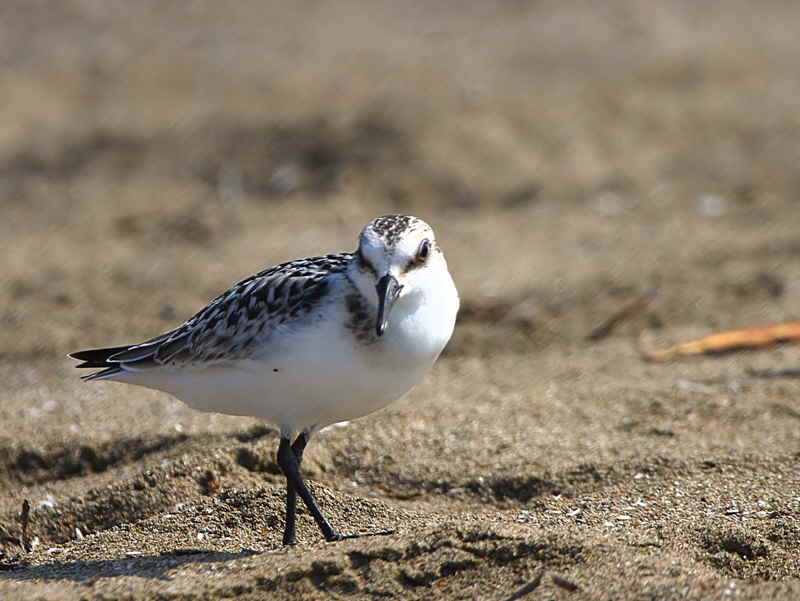Sanderling, Iztuzu Beach-Dalyan, Turkey