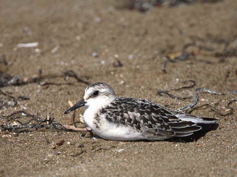 Sanderling, Iztuzu Beach-Dalyan, Turkey