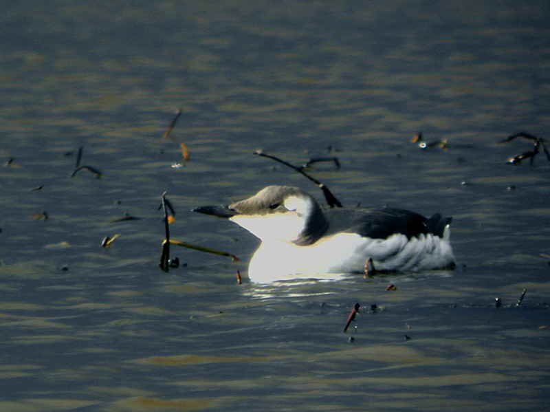 Guillemot, Endrick Mouth, Loch Lomond NNR