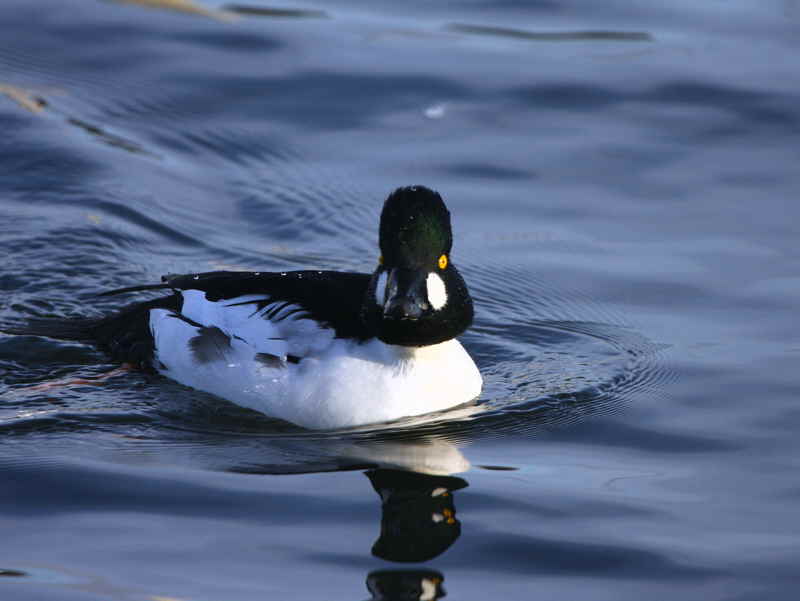 Goldeneye (drake), Hogganfield Loch, Glasgow