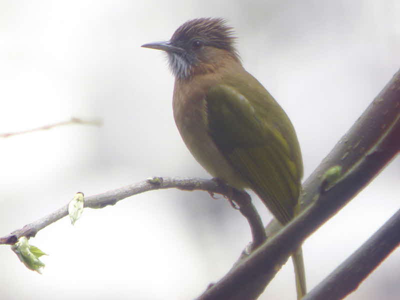 Mountain Bulbul, Mo Chhu valley, Bhutan