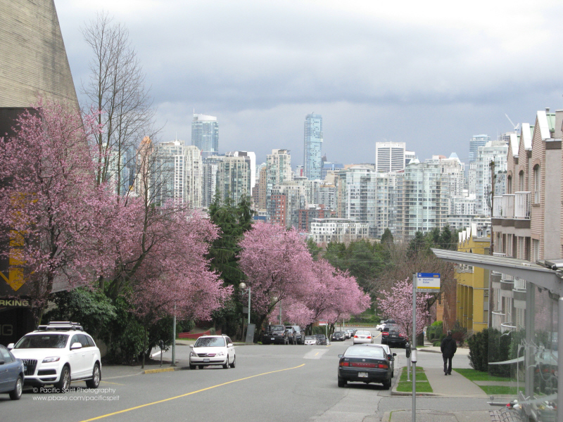 Willow Street, Vancouver