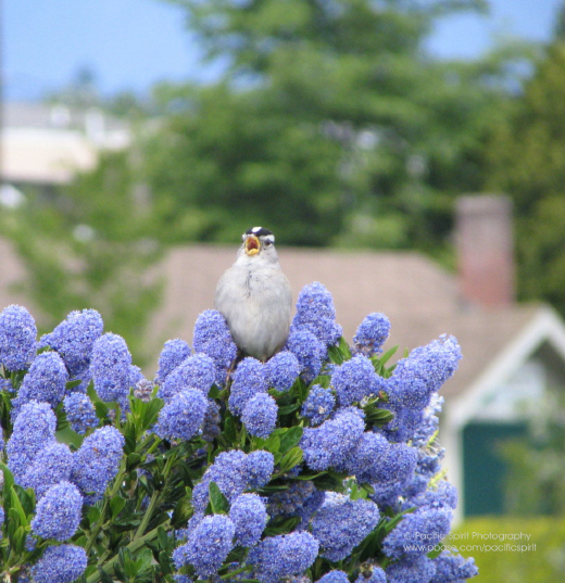 White-crowned Sparrow