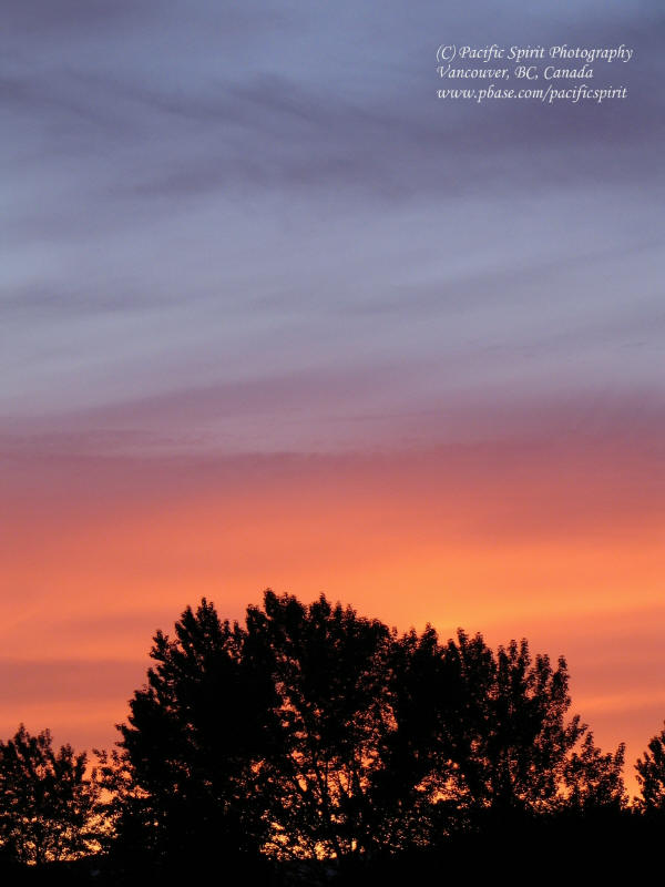 Trees at sunset